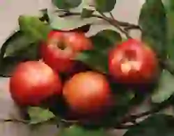 Полезные свойства яблок