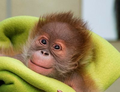 орангутана орангутана