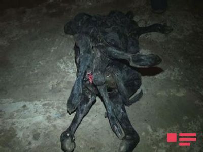 теленок теленок