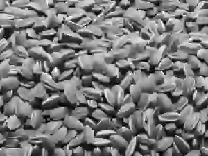 cemena-podsolnechnika-neoma