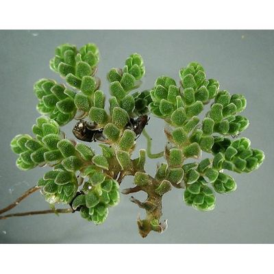 потепление