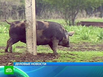 Русской Федерации Русской Федерации