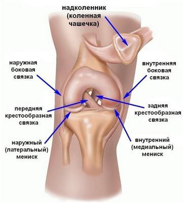 кишечник кишечник